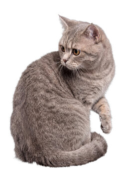 Adorable fluffy gray tabby cat sitting elegantly, looking back curiously on a transparent background.