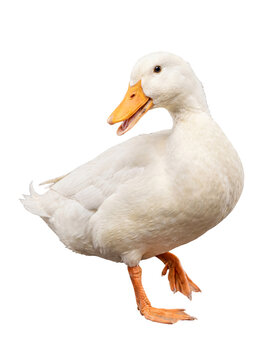 A cheerful white domestic duck stands with its beak open, appearing to quack or speak.