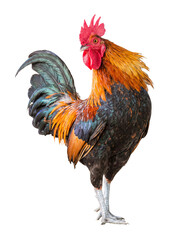 Majestic rooster with vibrant, colorful plumage standing proudly in a side profile, isolated on transparent. © Nadine