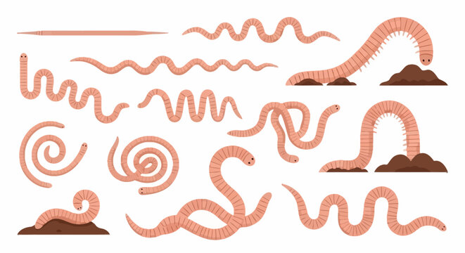 Worm, earthworm, red wiggler, nightcrawler vector icons, 20 worm illustrations, soil creatures, vermicomposting, gardening, ecological, brown, pink