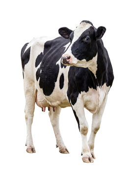 Majestic black and white holstein dairy cow standing, looking alert, isolated on a transparent background.