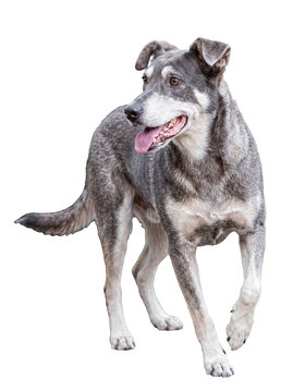 Photograph of a charming senior mixed breed dog standing with an open mouth and happy expression.