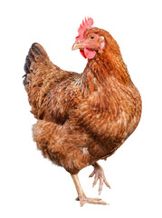 Active brown hen raising one leg while looking back, captured in a natural motion on transparent background. © Steven