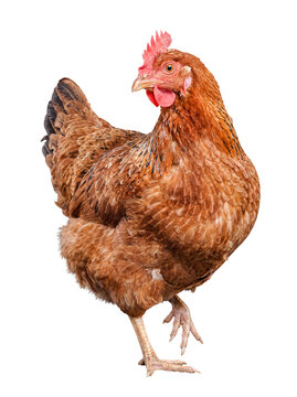 Active brown hen raising one leg while looking back, captured in a natural motion on transparent background.