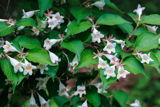 White Abelia spathulata flowers blooming beautifully in the garden.