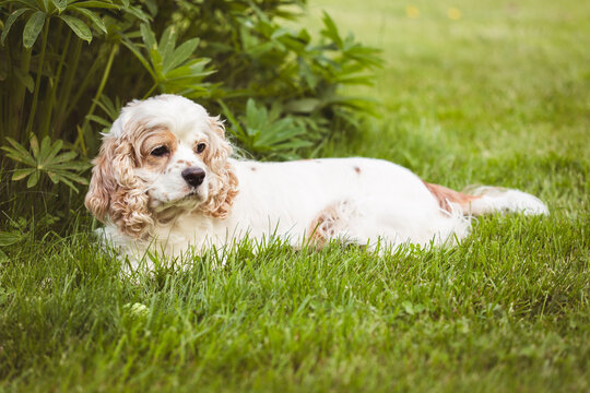 cocker spaniel white and red in grass with ball  