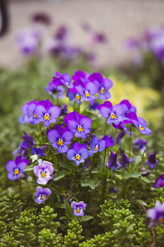 pansies in blue purple bloom surrounded by succulents 