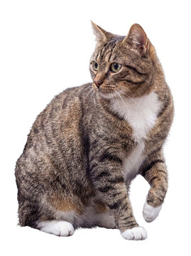 A beautiful domestic tabby cat, with a striking striped coat and white chest, looking to the right with curiosity.