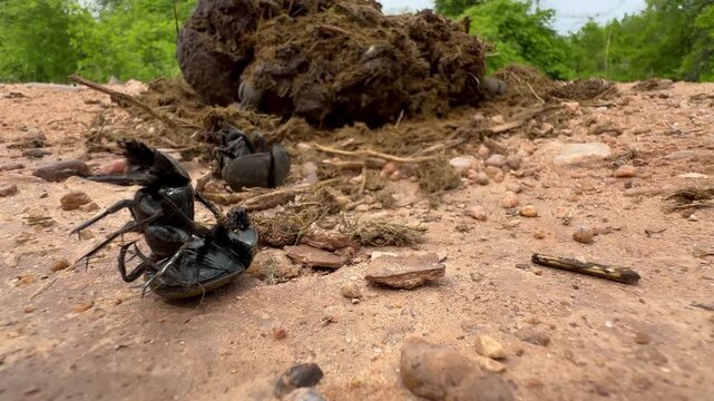 Dung beetles mating near fresh elephant dung in South Luangwa National Park in Zambia.