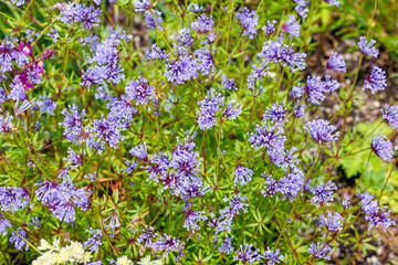 Fototapeta premium Beautiful flowers of asperula orientalis blooming in the garden in early summer.