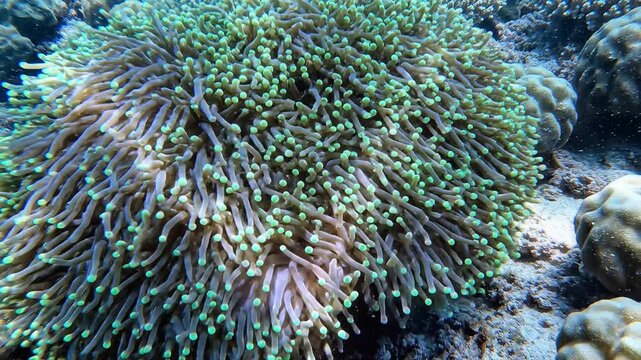 Underwater coral reef ecosystem showcasing vibrant marine life and diverse coral formations.