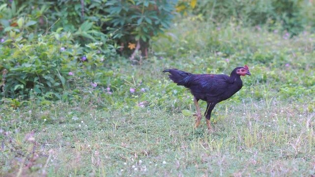 Free-range chicken is the term for local chickens in Indonesia that are raised traditionally and do not come from commercial lines.