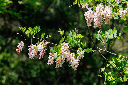 The pink flowers of the black locust bloom beautifully in the forest in early summer.
