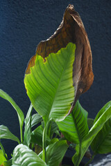Fototapeta premium Leaf shows damage and healthy growth in indoor plant