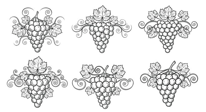 Decorative grape bunch illustrations with ornate vine leaves and curly tendrils for wine branding designs.