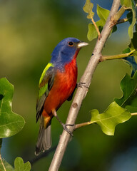 Fototapeta premium Male Painted Bunting in the Wichita Mountains