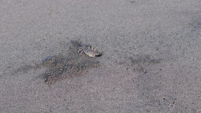 Ghost crabs are semi-terrestrial crustaceans from the subfamily Ocypodinae that are known for their incredible running speed and excellent camouflage ability on beach sand.