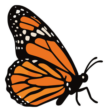 Monarch butterfly insect side view flat vector illus.... Generative AI