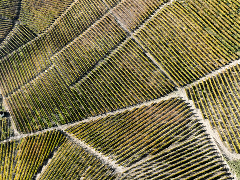 Aerial view of Barolo Cannubi Hill with geometric patterns of vineyard rows and autumn foliage Barolo, Piedmont, Italy.