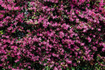 Obraz premium Chinese fringe bush flowers blooming in the garden hedge.