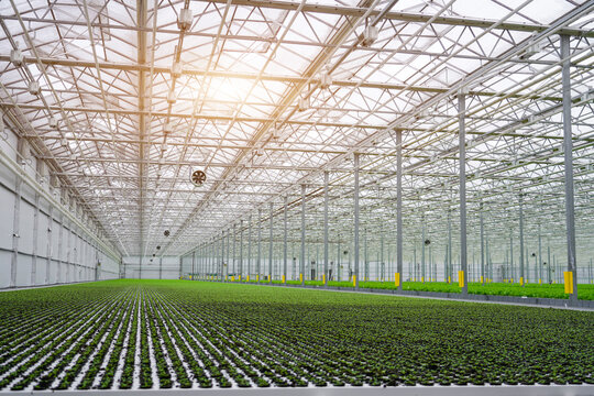 Hundreds of small green plants grow in orderly rows inside a large, modern greenhouse. Sunlight shines through the clear roof structure, illuminating the facility.