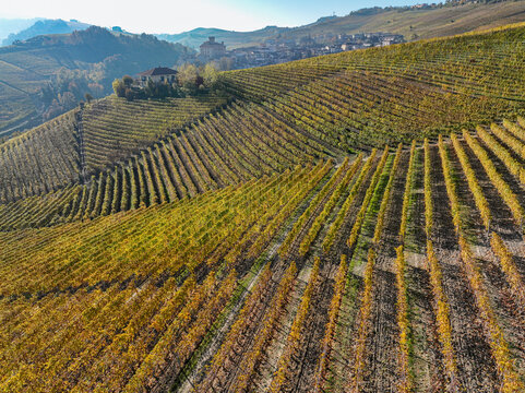 Aerial view of Barolo Cannubi Hill vineyards with golden autumn foliage and a historic village in the background Barolo, Piedmont, Italy.
