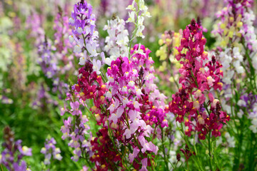 Obraz premium Colorful blooming wildflowers create a vibrant spring garden filled with natural beauty and soft pastel tones.