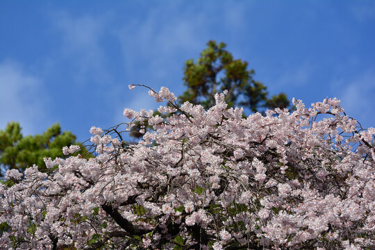Magnificent weeping cherry blossoms at Ogawa Suwa Shrine, Telephoto landscape view with dense floral details, Shidarezakura, Iwaki City, Fukushima Prefecture, Japan