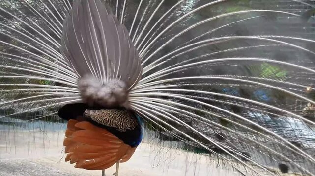 peacock start to close the feathers, the end of peacok dance, peacock in cage during mating season