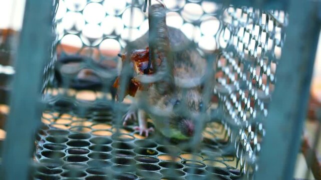 4K Ultra HD footage of a captive rat used for Hantavirus laboratory testing (Concept of rodent-borne disease research, public health science, and vaccine development).