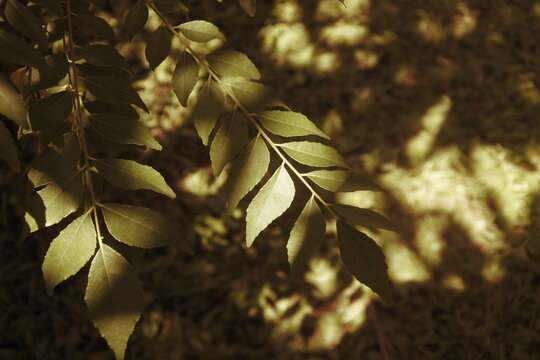 Murraya koenigii or curry tree foliage with dappled light in a tropical environment. Selective focus 