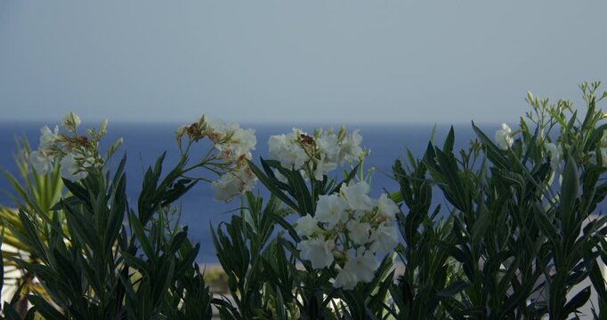 Pull focus onto white oleander flower with blue sea in background