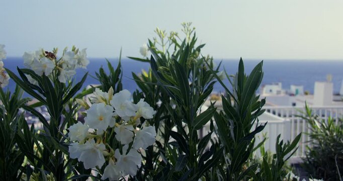 A shot of white oleander flowers and whitewashed buildings in Puerto del Carmen, Lanzarote Canary Islands