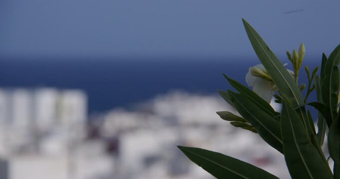 Longshot of out of focus white wash buildings in Puerto del Carmen with oleander plant in foreground