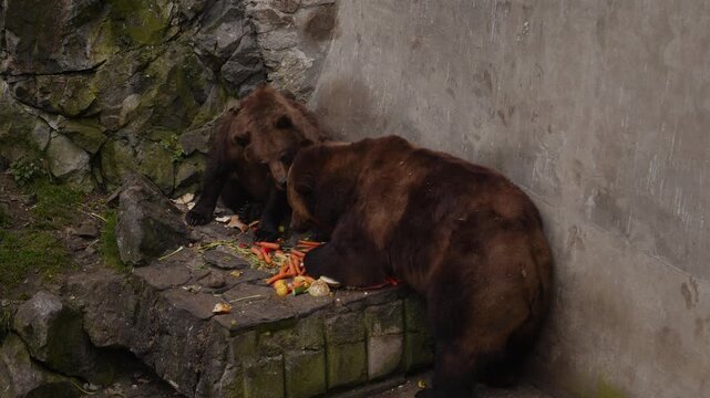 Historic castle bear moat at Cesky Krumlov with brown bears eating, South Bohemia, Czech Republic