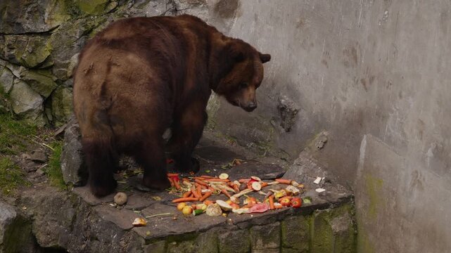 Bear moat of Česk&yacute; Krumlov castle, brown bear with vegetables, Czech heritage site, slow motion