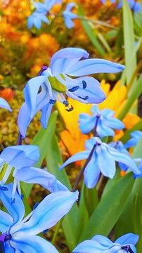 Close-up of delicate blue scilla blooms in a spring garden, with fresh green leaves and warm golden foliage creating a colorful seasonal backdrop.