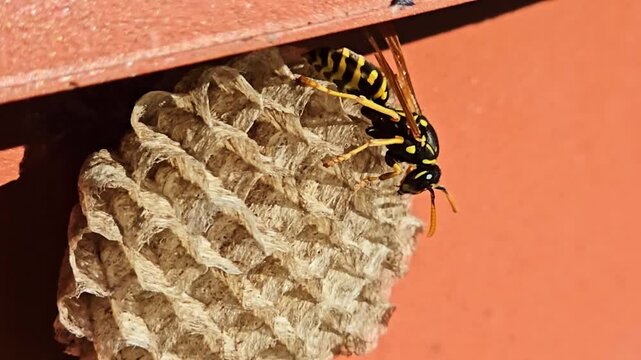 Macro of wasp resting on paper nest with subtle abdomen movement
