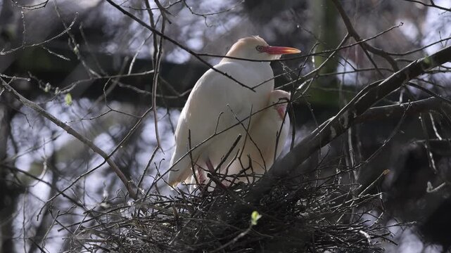 Cattle egrets (Bubulcus ibis) fixing the the nest on a bird colony.