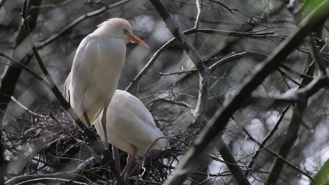 Cattle egrets (Bubulcus ibis) on the nest. Bird colony.