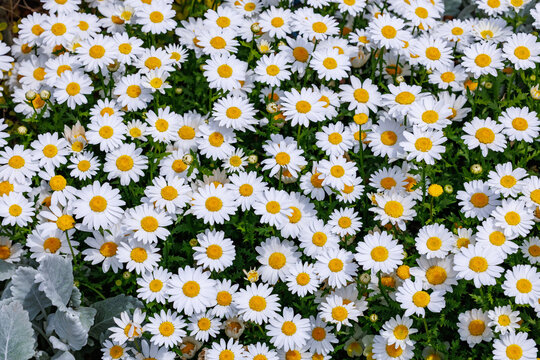 Beautiful blooming daisies flowers in a spring garden.