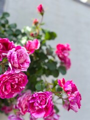 Obraz premium Vibrant Pink Rose Blossoms in Sunlit Garden