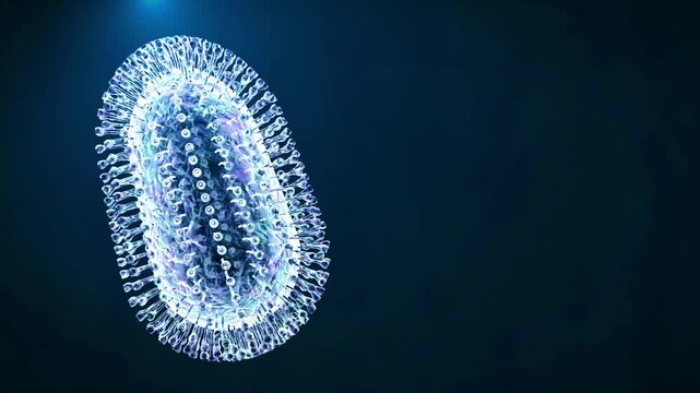 4K Ultra HD footage of the Rabies virus disease 3D illustration showcasing the bullet-shaped pathogen structure, rabies viral cell, and neurotropic infection concept.