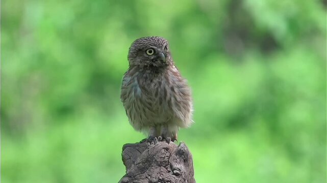 Close up portrait of a little owl perched on a rustic wooden stump staring intensely at the camera against a vibrant blurred green nature background.