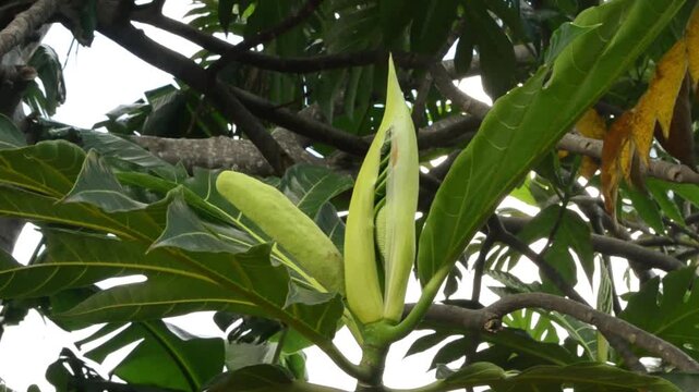Evening capture of a breadfruit tree leaf bud and emerging flower