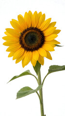 Obraz premium Single bright yellow sunflower with dark center on white background