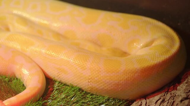 Python rests on wood in a terrarium habitat