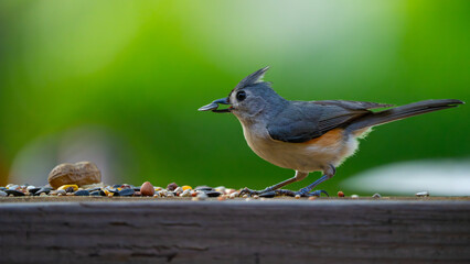 Bird. Tufted titmouse bird. Small gray songbird feeding on seeds and sunflower kernel wildlife portrait. Detailed feathers and beak. Backyard feeder. Birds photography. Ornithology outdoor environment © artiom.photo