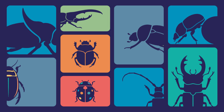 Colorful graphic illustration of various beetle species in square frames.