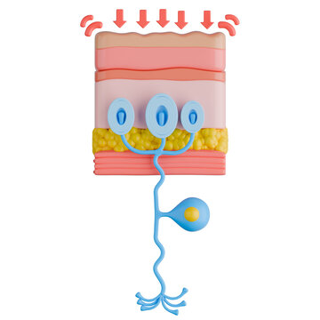 Pacinian Corpuscle Sensory Nerve Ending Detecting Deep Pressure Vibration 3D Illustration.